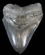 Serrated Fossil Megalodon Tooth - Beastly #38742-1